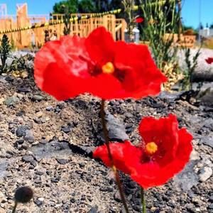 Meet your Posher, Ann mary